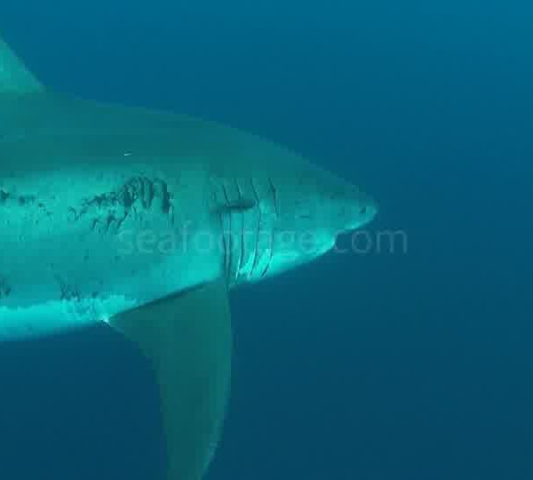 Requin_vient_vers_camera_et_tourne_en_riant