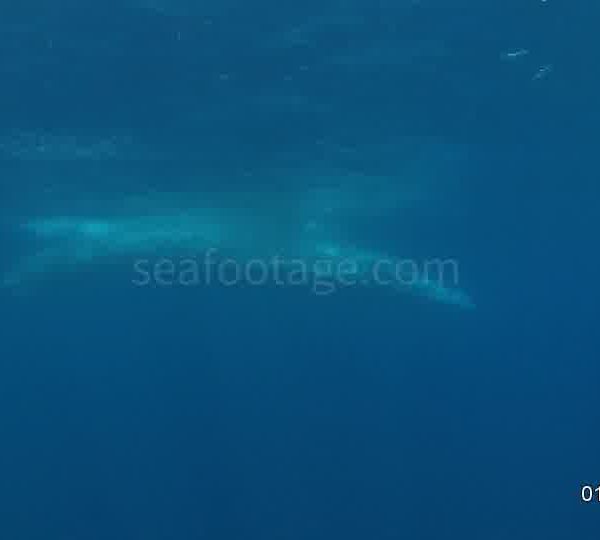 Rorqual de coté et descend