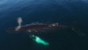 Rushes, footages de drones de baleines à bosses,