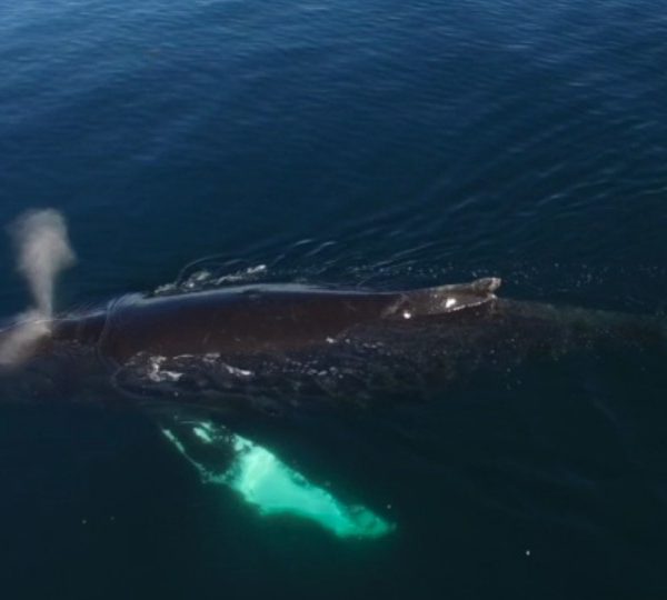 Rushes, footages de drones de baleines à bosses,