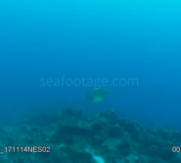 Seiche_nage_en_pleine_eau_attention_au_point