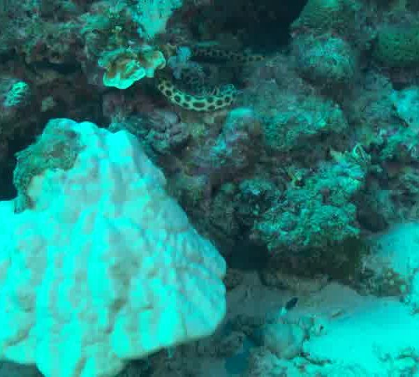 Serpent_à_points_noirs_nage_sur_corail