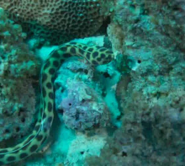 Serpent_à_points_noirs_sur_corail