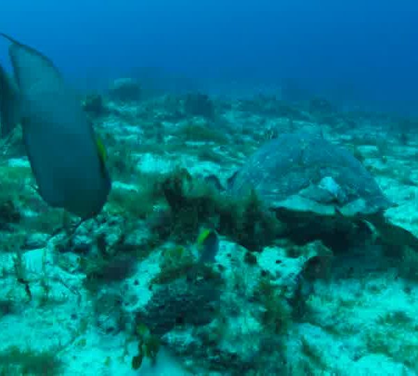 Tortue_marche_avec_poissons_ange_gris