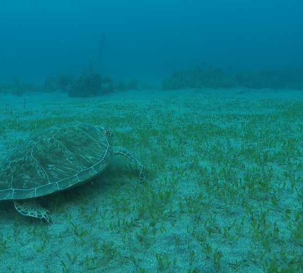 Tortue_verte_mange_herbe_partie_1