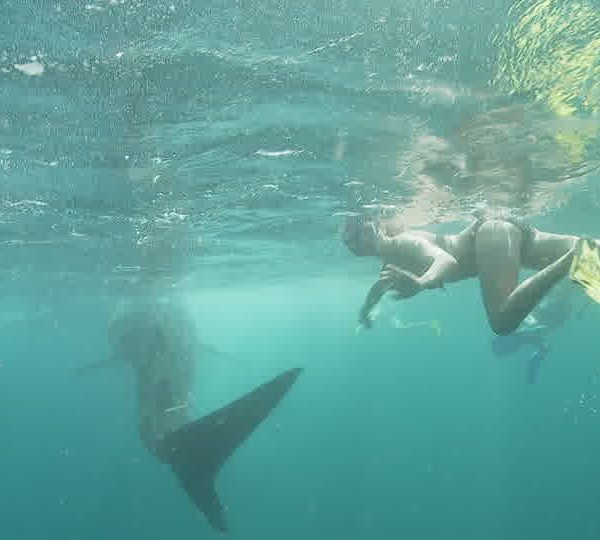 Touristes_agressent_requin_baleine