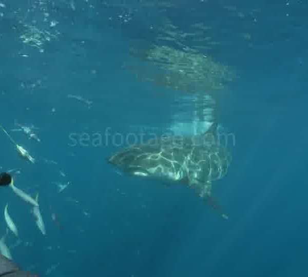 Touristes_dans_cage_avec_requin_blanc