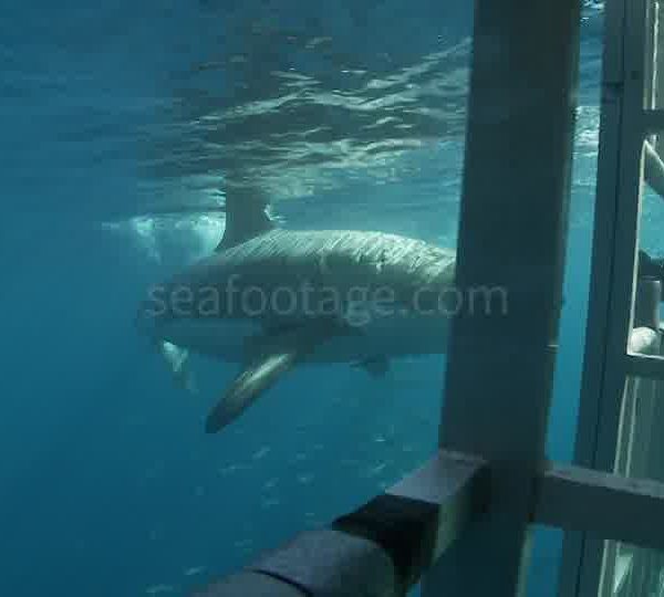 Touristes_dans_cage_filme_requin_blanc