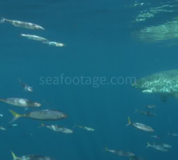 Touristes_dans_cage_filment_requin_blanc