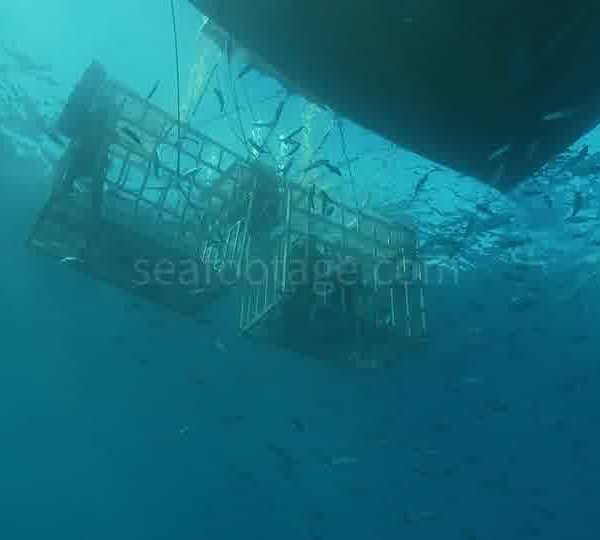 Touristes_dans_cages