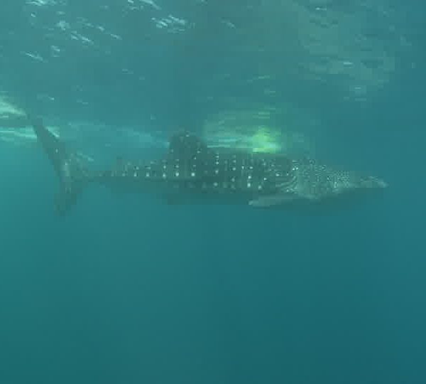 Touristes_derriere_requin_baleine