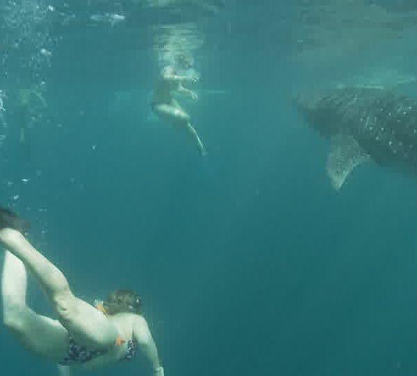 Touristes_entourent_requin_baleine