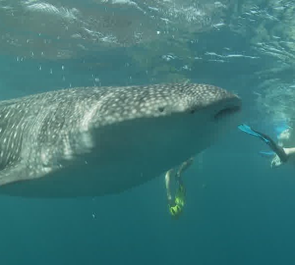 Touristes_entourent_requin_baleine_de_face.jpg