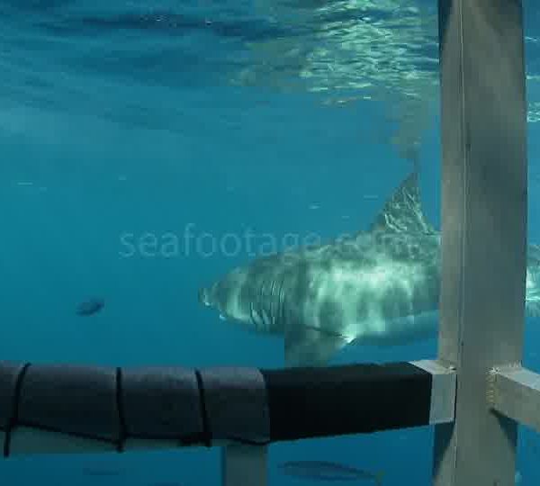 Touristes_film_Requin_blanc_cage