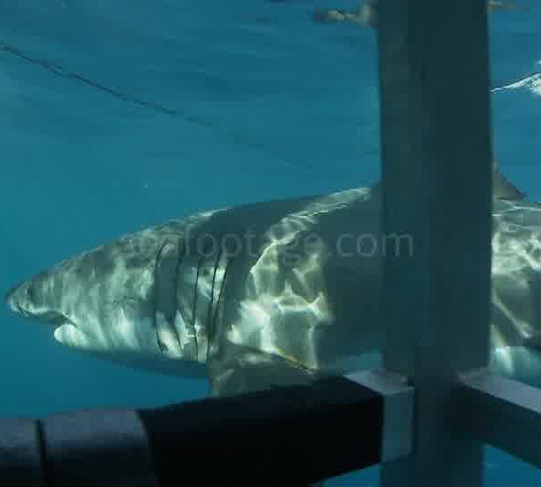 Touristes_filme_Requin_blanc_de_la_cage