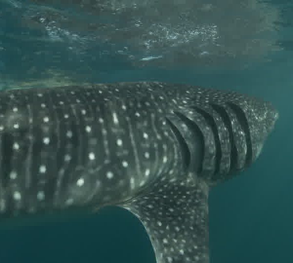 Touristes_nagent_a_cote_du_requin_baleine_touche_presque