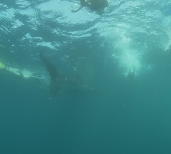 Touristes_nagent_autour_du_requin_baleine_vue_en_en_contre_plongee