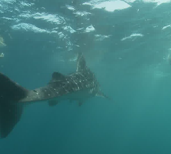 Touristes_reculent_devant_requin_baleine