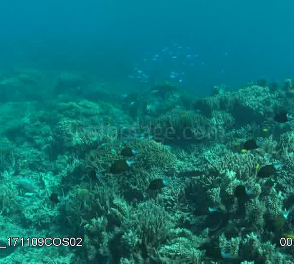 Travelling_sur_corail_avec_banc_de_poissons_dessus