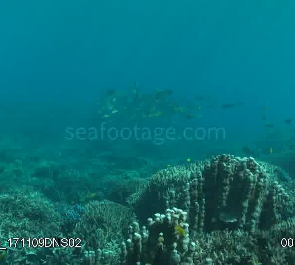 Travelling_sur_corail_avec_banc_de_rougets_et_vivanaux