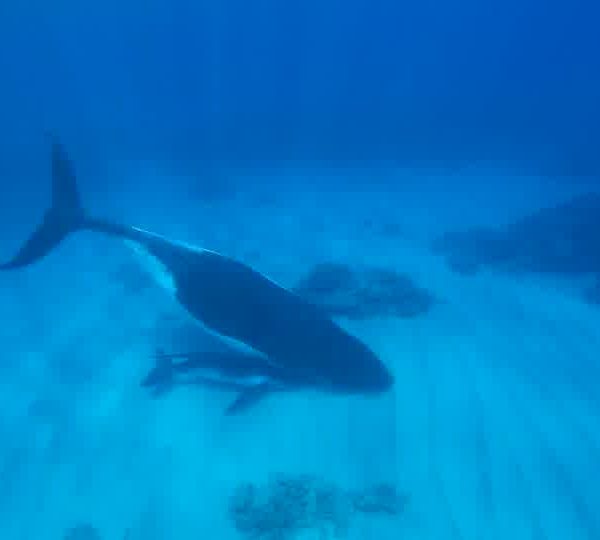 Un Ocean de Vie – La Baleine a bosse