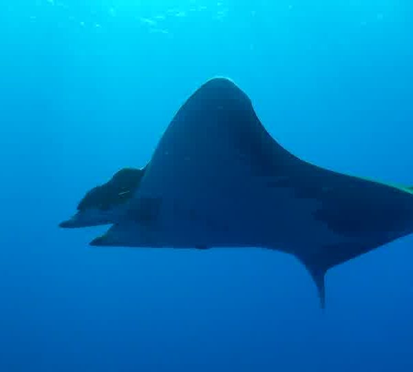 Un Ocean de Vie – La raie Mobula