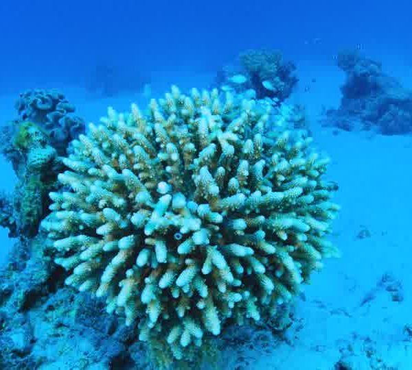 Un Ocean de Vie – Le Corail