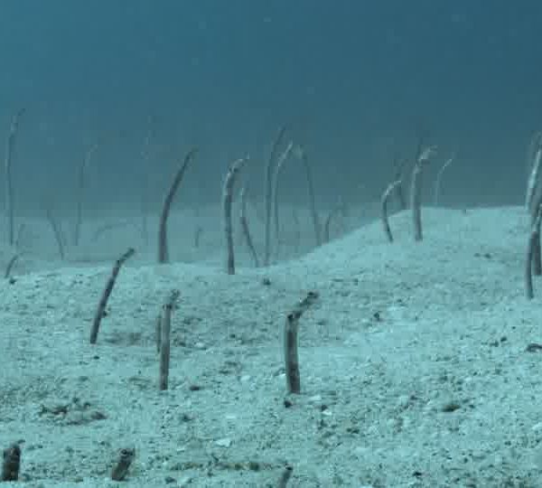 Un Ocean de Vie L’heterocongre