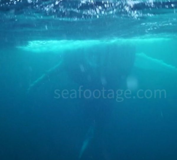 Baleine à bosses avale harengs