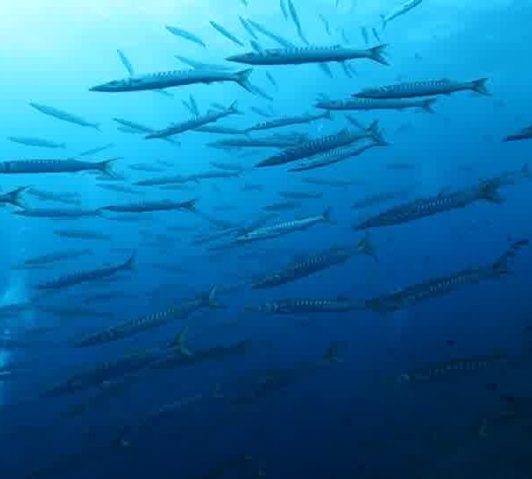 barracuda_WEB