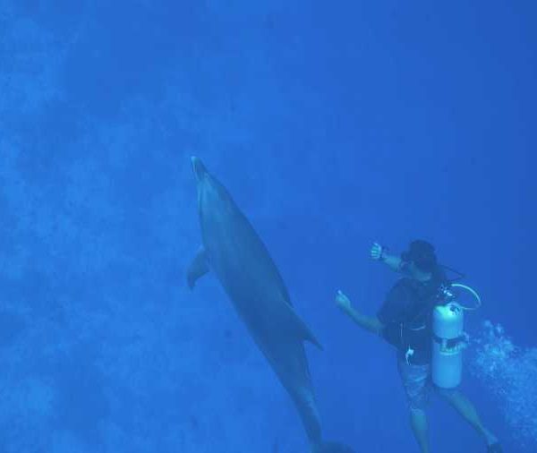 contatc_plongeur_dauphin_rangiroa_tiputa