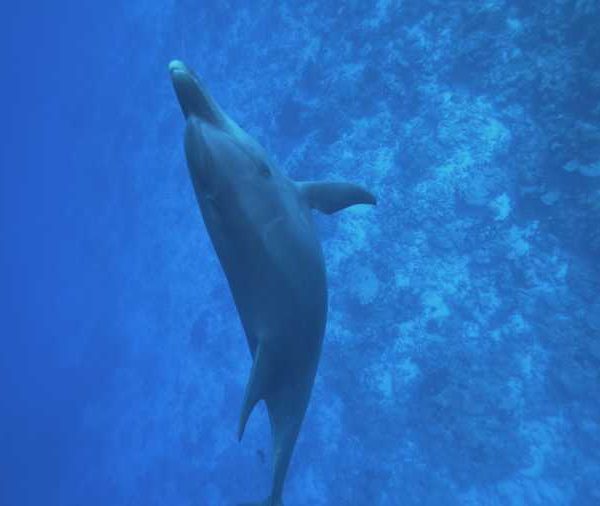 dauphin_du_bleu_vers_la_surface