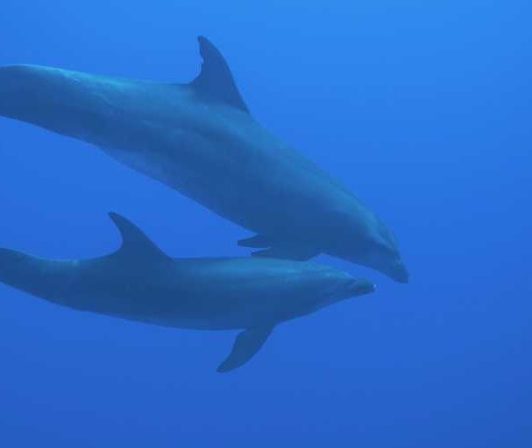 famille_de_dauphins_qui_paradent