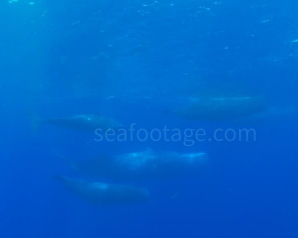 groupe de cachalot avec male au milieu