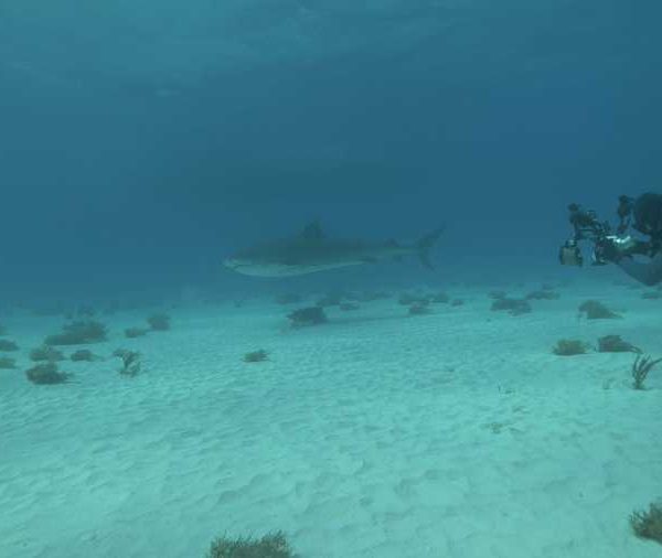 groupe_de_plongeurs_sur_le_sable_et_tigre_qui_passe.jpg