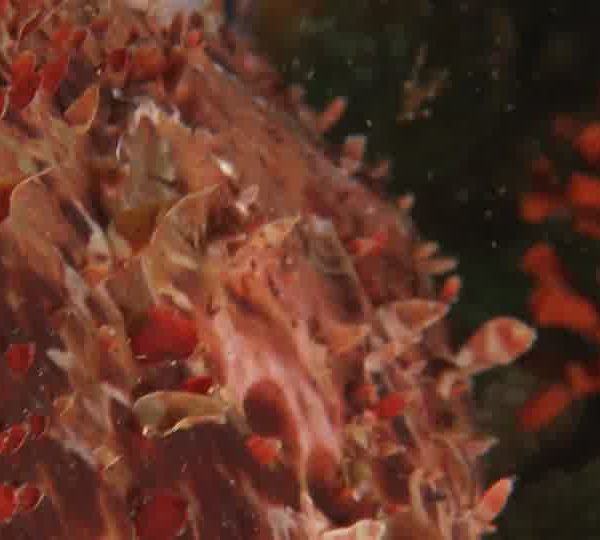 limaces_WEB