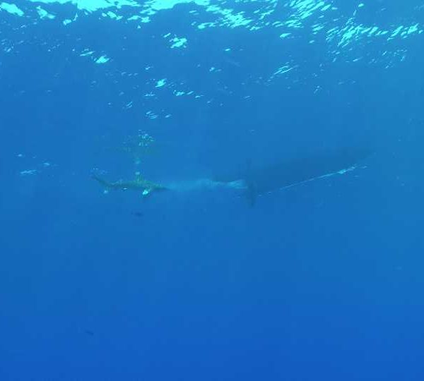 longimanus_et_zodiac_contre-jour_surface__SDC__C0030