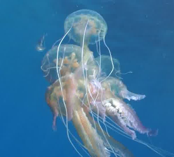 meduse_WEB