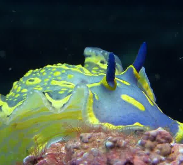 nudibranche_2_1.jpg