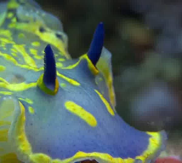 nudibranche_2_2.jpg