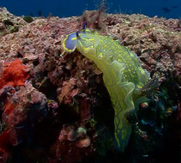 nudibranche_2_3.jpg