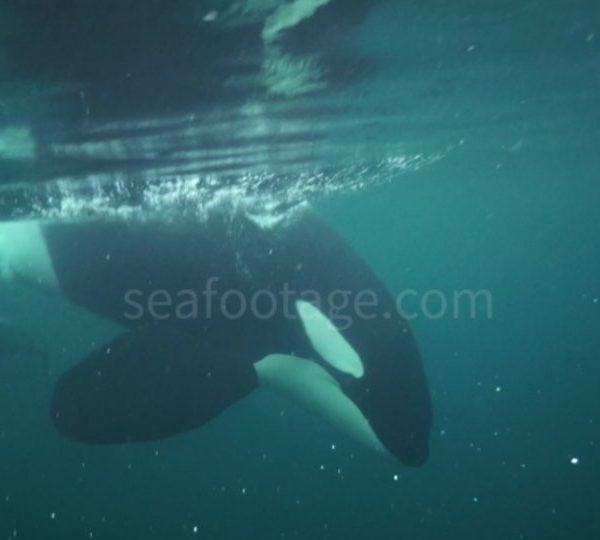 orque-orca-close-extra-sound