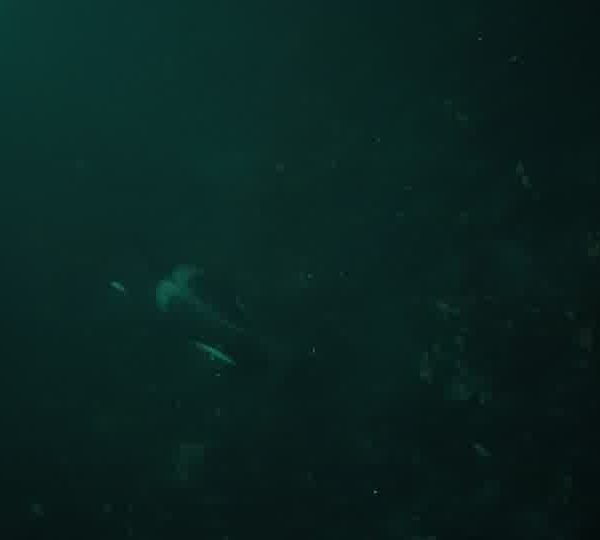 orque-orca-female-eating-kelp