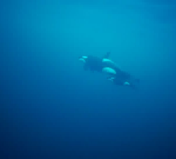 orque-orca-female-with-new-born
