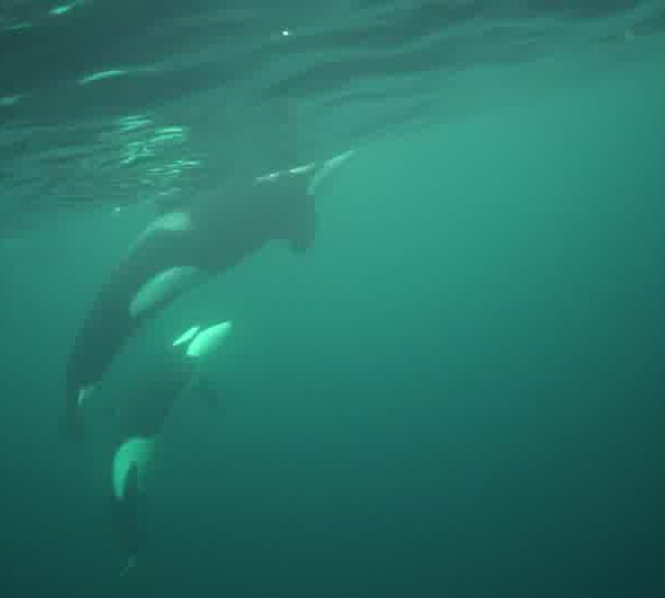 orques-2-femalesokok