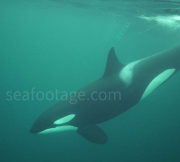 orques-femelles