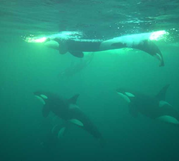 orques-orca-1pod-vgood
