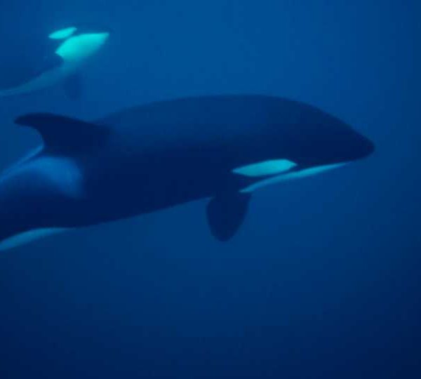 orques-orca-2-close