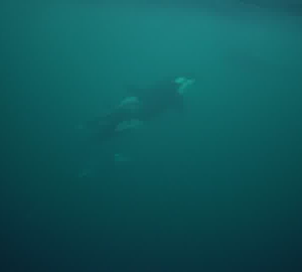 orques-orca-2pod-great-happpy