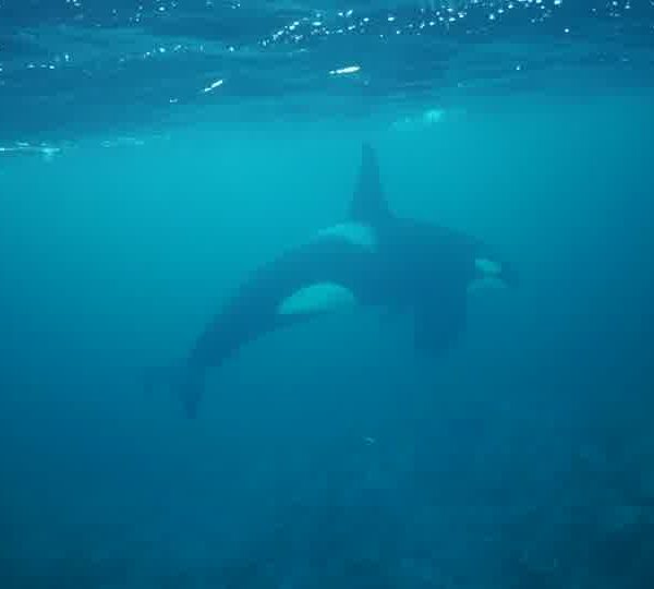 orques-orca-4-Amazing-male-eating-herring